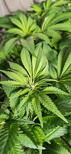 Growreport Bild 5