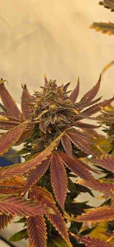Growreport Bild 23