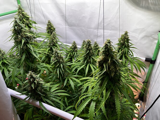 Growreport Bild 5