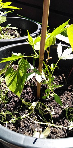 Growreport Bild 3