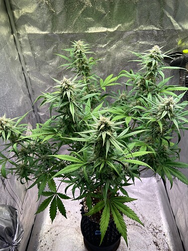 Growreport Bild 16