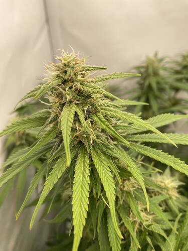 Growreport Bild 6