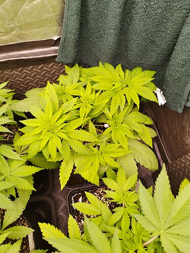 Mehrere junge Cannabispflanzen in Töpfen, die sich in der Wachstumsphase befinden. Die Blätter sind hellgrün und zeigen ein gesundes Wachstum.