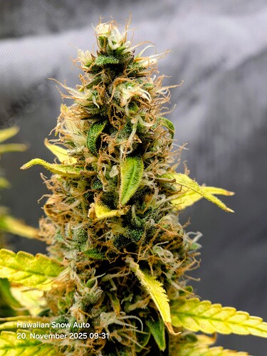 Growreport Bild 4