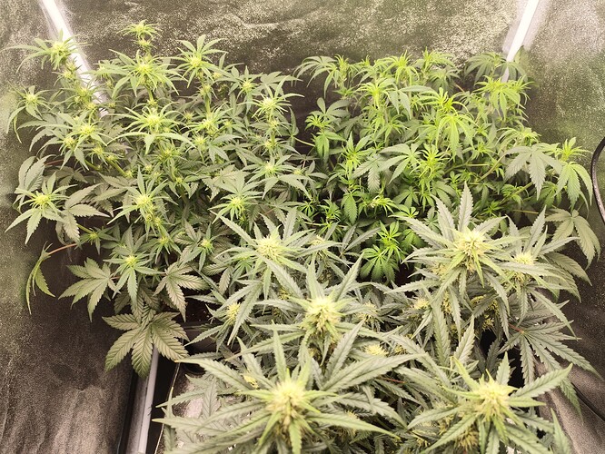 Growreport Bild 12