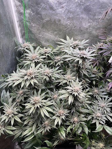 Growreport Bild 7