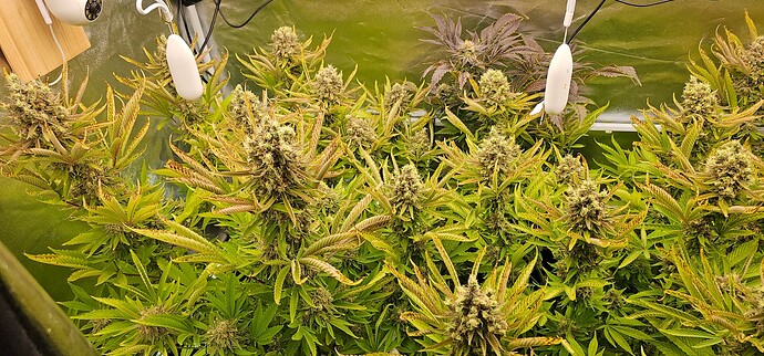 Growreport Bild 6