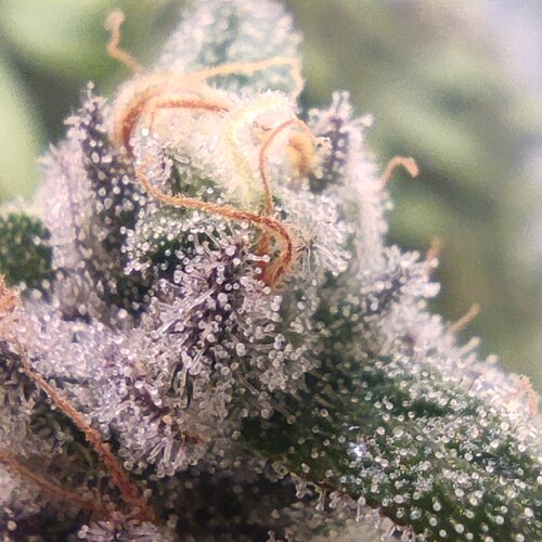 Growreport Bild 20