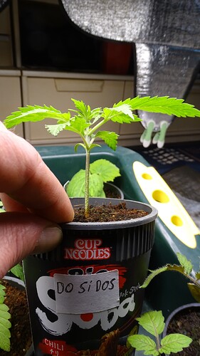 Growreport Bild 18