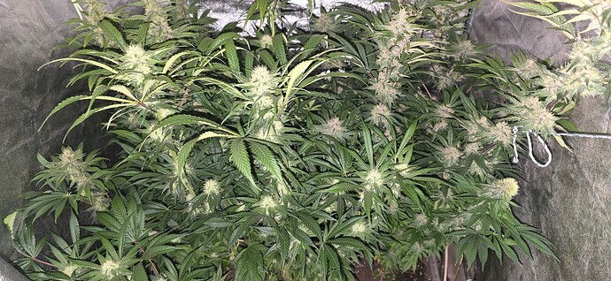 Growreport Bild 11