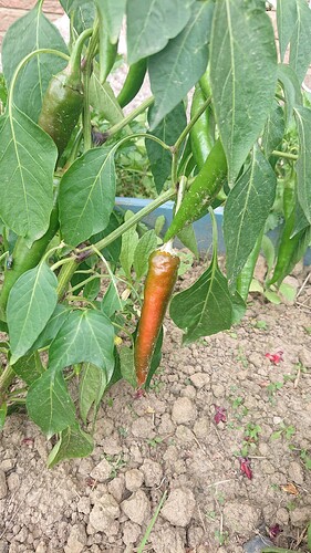 Growreport Bild 28