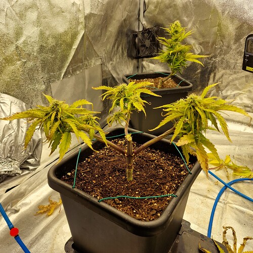 Growreport Bild 7