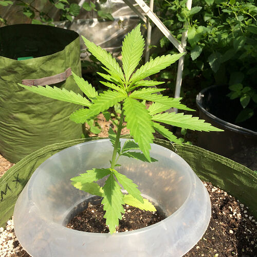 Grow26_0609_13