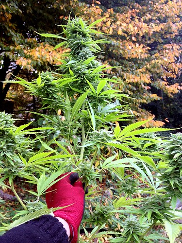 Grow25_1017b_1