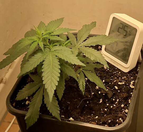 Growreport Bild 5