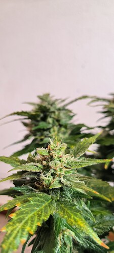 Growreport Bild 10
