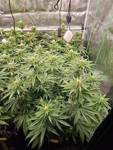 Growreport Bild 12