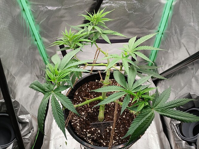 Growreport Bild 4