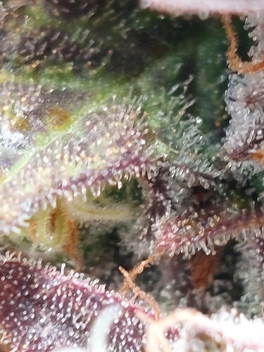 Growreport Bild 2