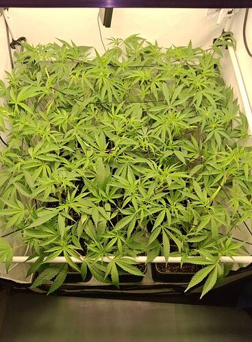 Growreport Bild 24