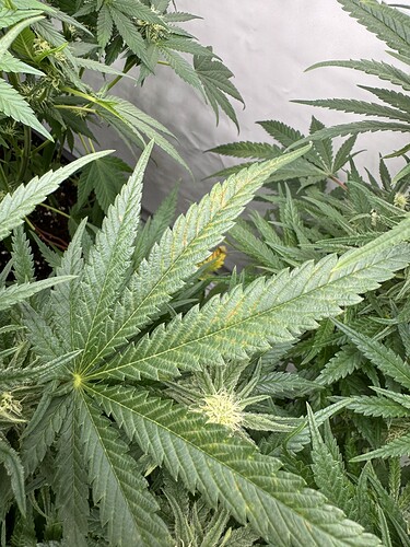 Growreport Bild 5