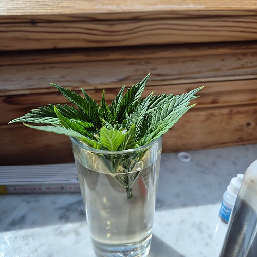Growreport Bild 15