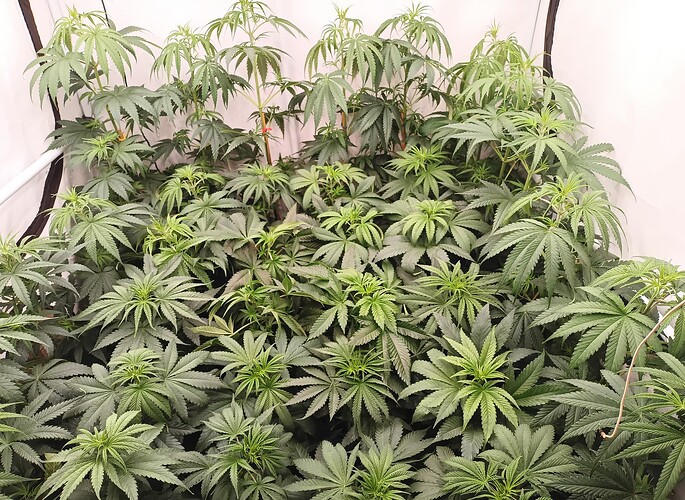 Growreport Bild 1