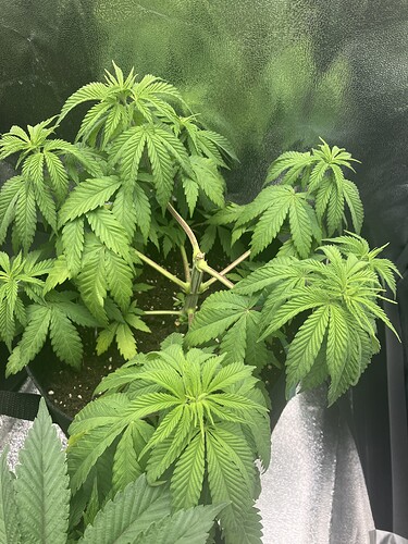 Growreport Bild 15