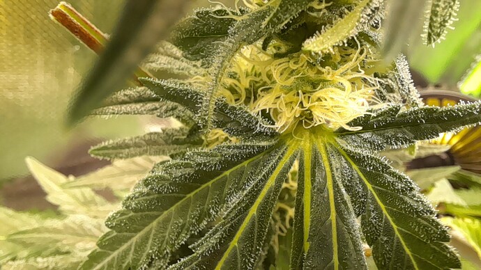 Growreport Bild 1
