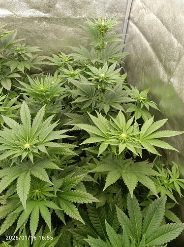 Growreport Bild 14