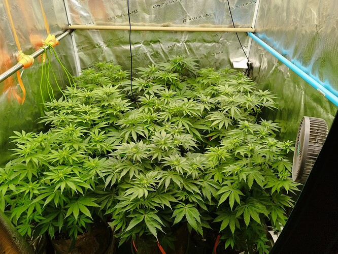 Growreport Bild 1