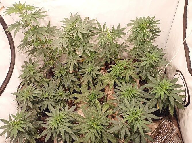 Growreport Bild 3