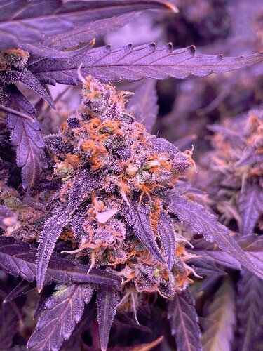 Growreport Bild 11