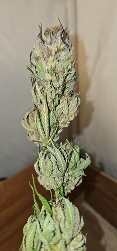 Growreport Bild 22