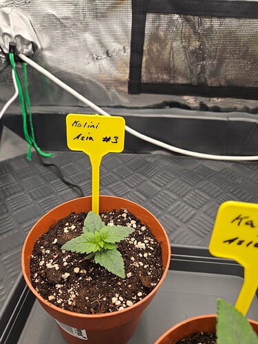 Growreport Bild 37