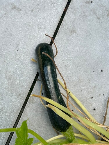 Growreport Bild 42