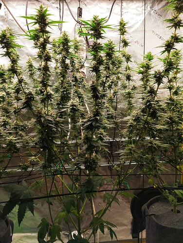 Growreport Bild 3