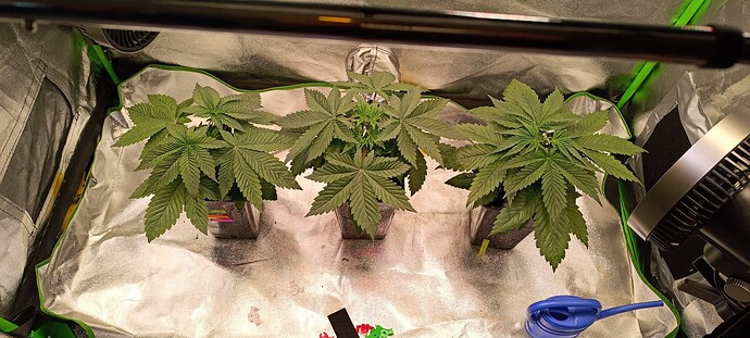 Growreport Bild 7