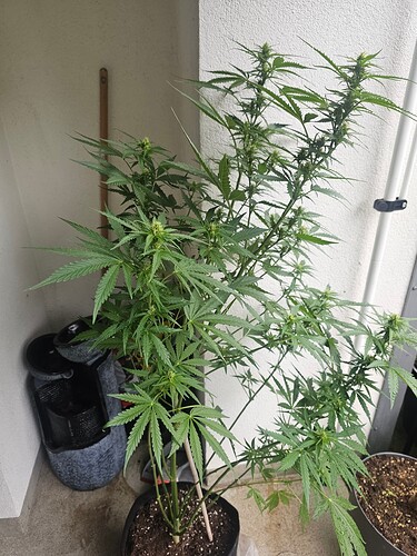 Growreport Bild 25