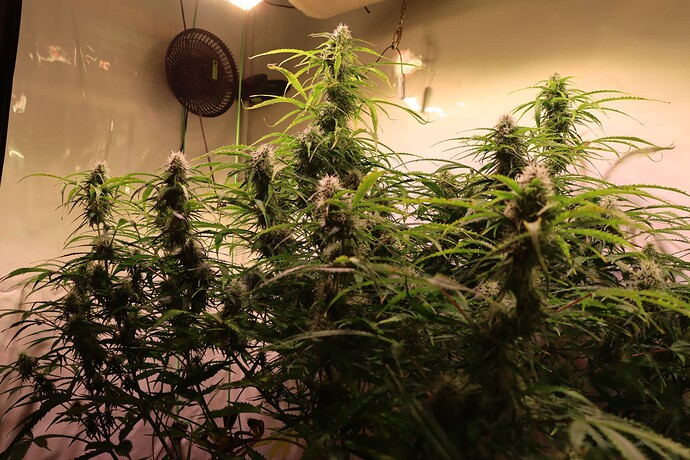 Growreport Bild 5