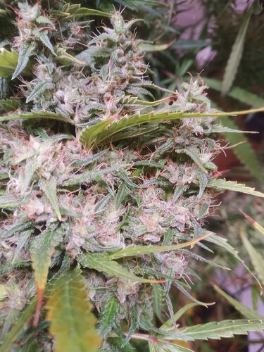 Growreport Bild 26