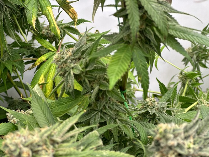 Growreport Bild 3