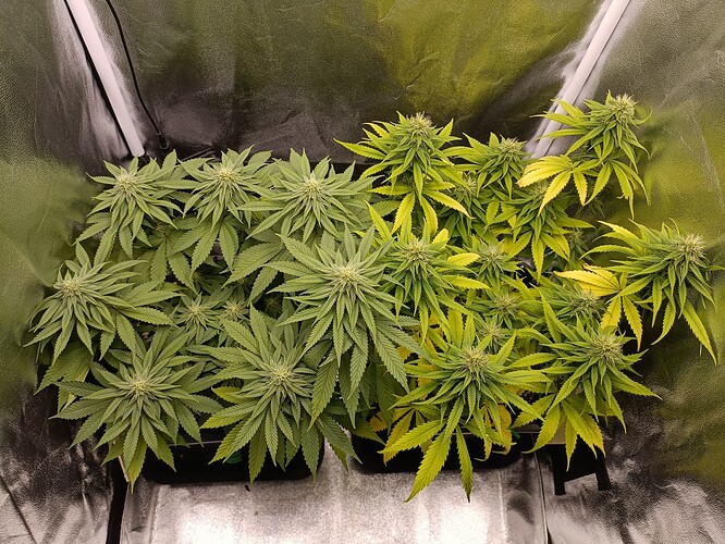 Growreport Bild 29