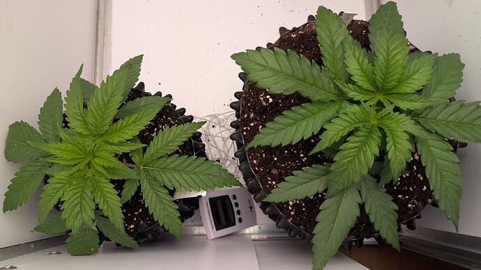 PXL_20250406_082418472.MP