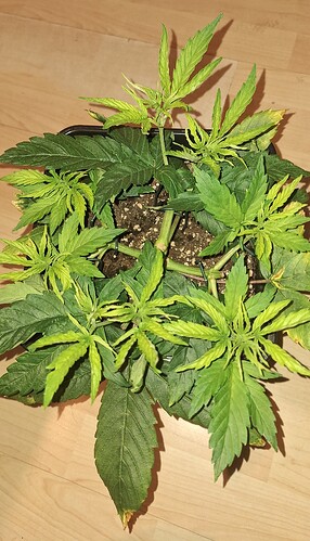 Growreport Bild 1