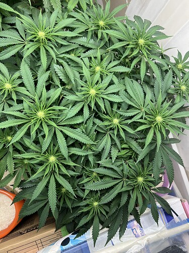 Growreport Bild 8