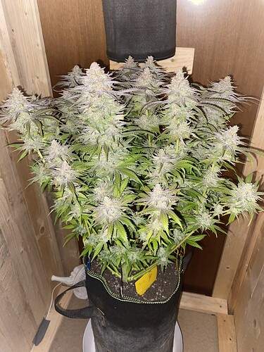 Growreport Bild 8