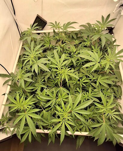 Growreport Bild 21