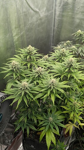 Growreport Bild 3