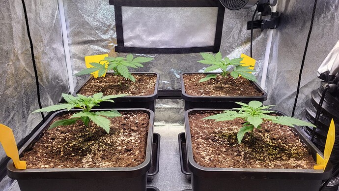 Growreport Bild 3